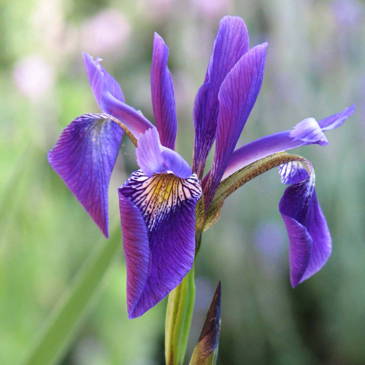 Iris robusta Dark Aura Godet de 8/9 cm