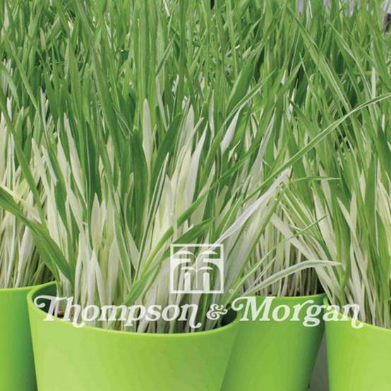 Promesse de Fleurs - Graines d'Herbe à chat panachée - Hordeum vulgare Variegata le sachet de 100 graines environ (3g)
