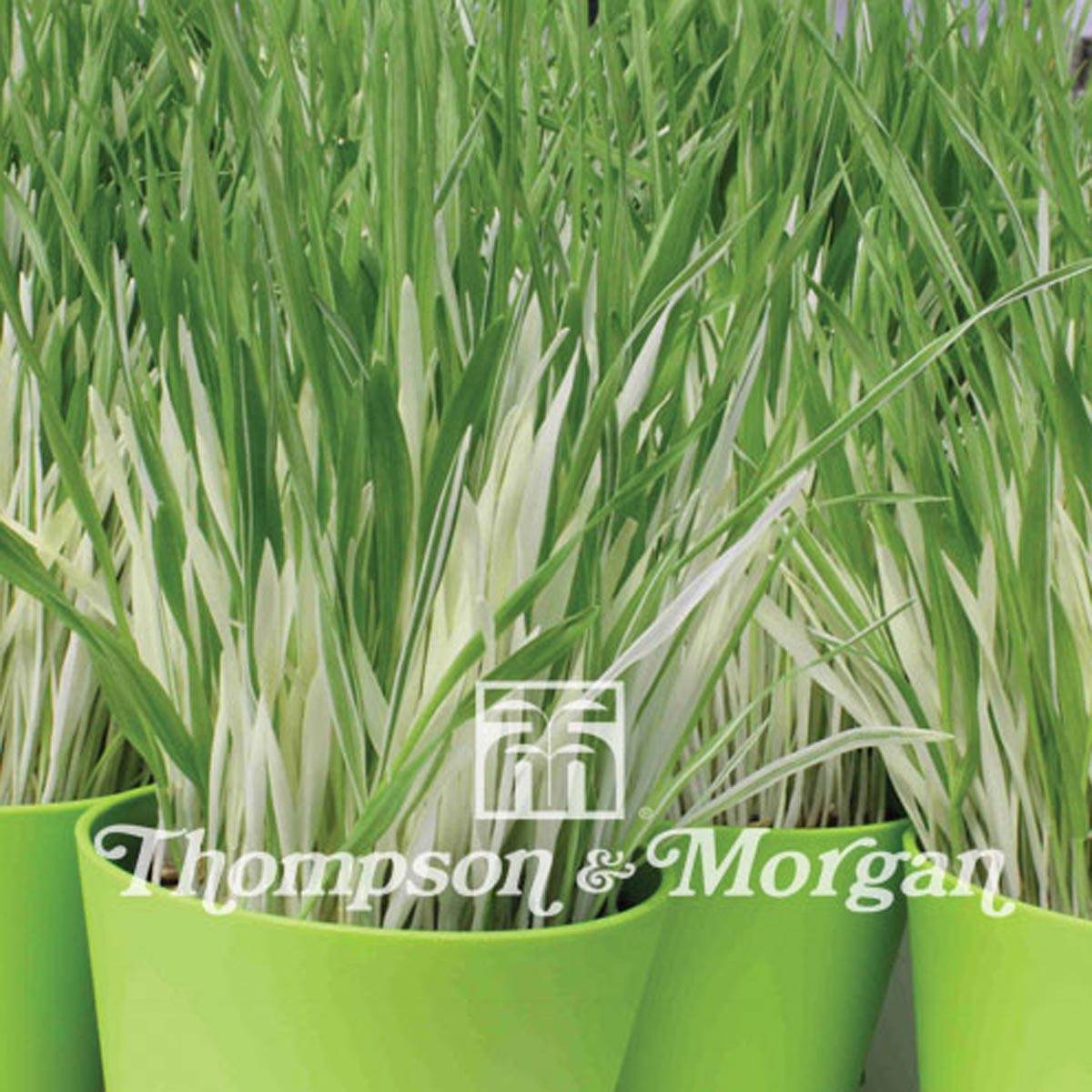 Promesse de Fleurs - Graines d'Herbe à chat panachée - Hordeum vulgare Variegata le sachet de 100 graines environ (3g)
