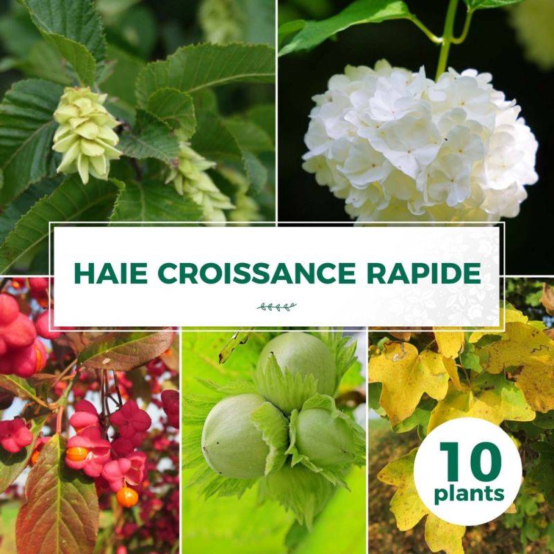 Haie Croissance Rapide - 10 arbustes -  - Pépinières Naudet - Image 1