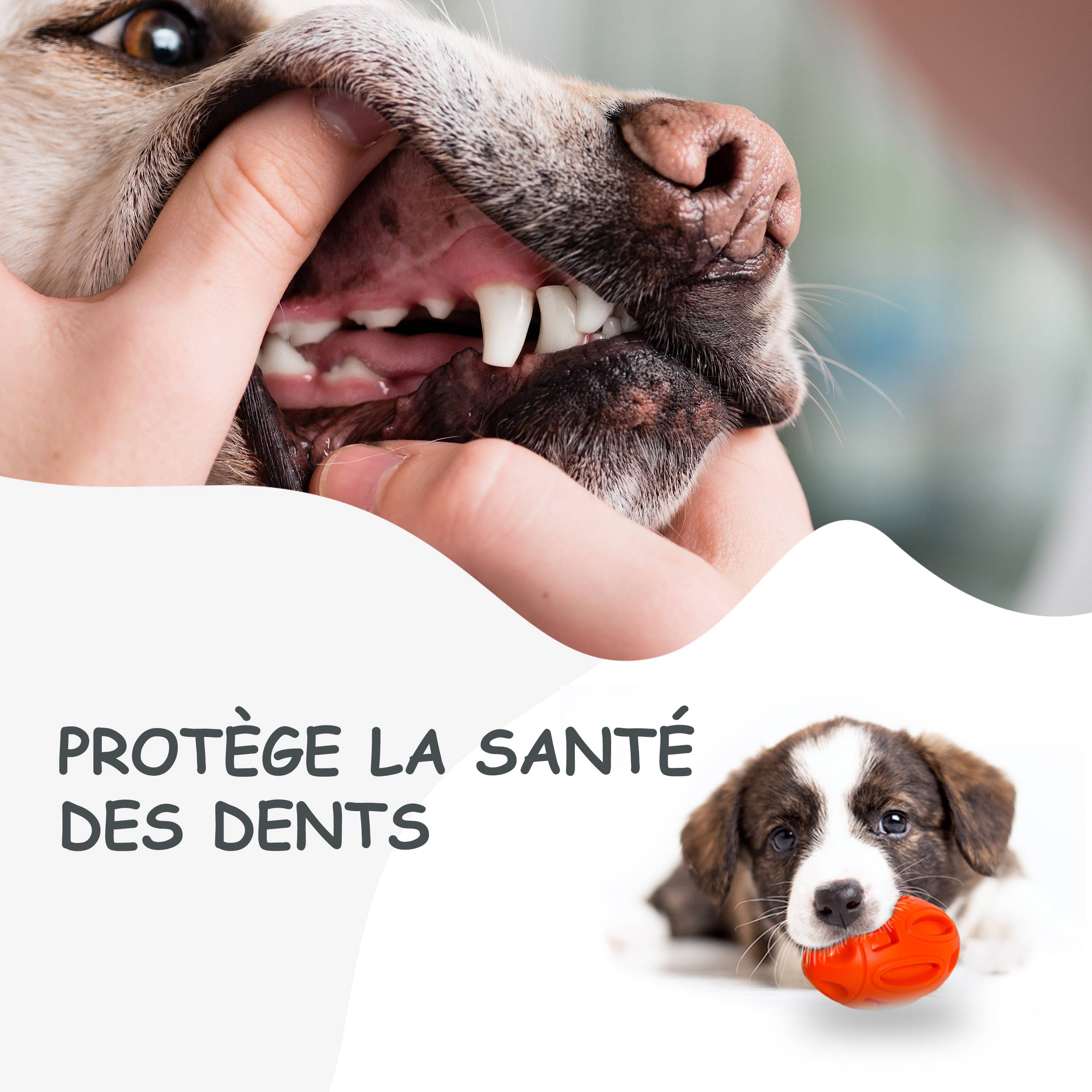 Petsation - Jouet orange en latex à mâcher robuste et résistant pour moyens et grands chiens - Petsation - Image 4