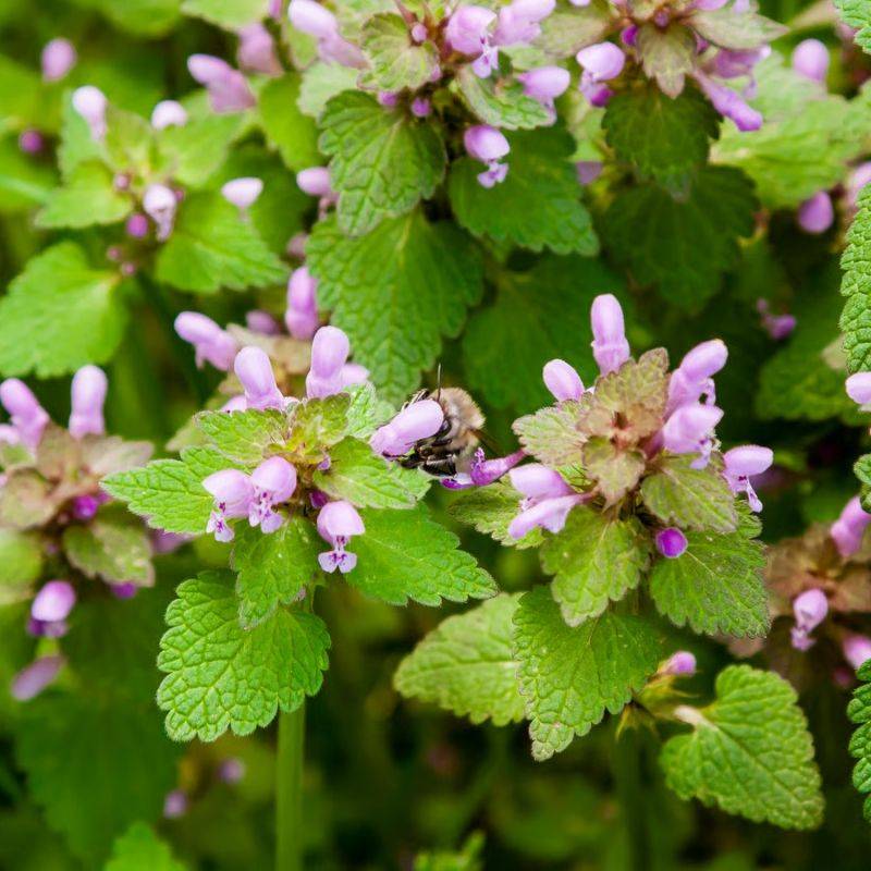 3 Lamiers maculés 'Anne Greenaway' (Lamium maculatum 'Anne Greenaway') - Lot de 3 vivaces - Pépinières Naudet