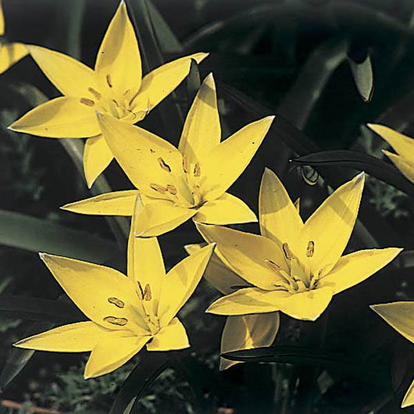 Tulipe botanique sylvestris Bulbe calibre 5+ (par 10)