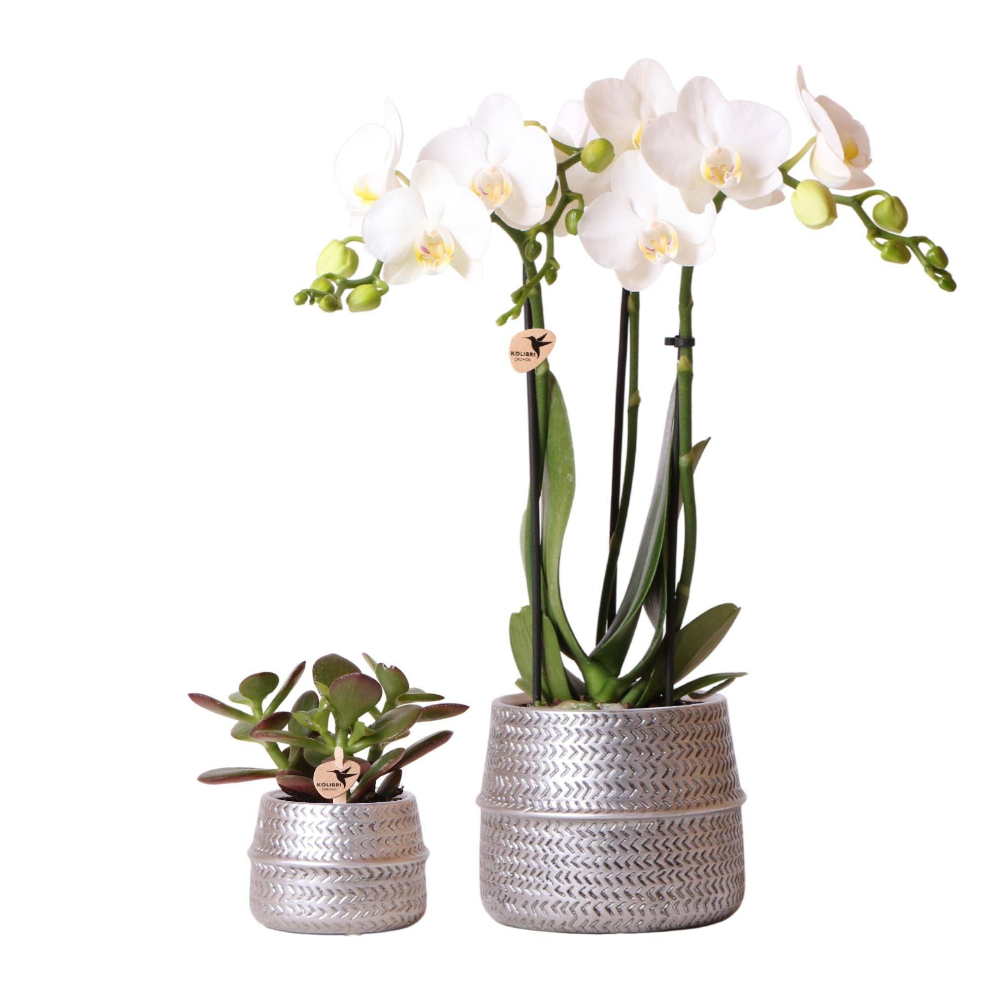 La Green Touch - Duo Orchidée Phalaenopsis blanche et Crassula Ovata et leurs caches-pots en céramique argentée- La Green Touch