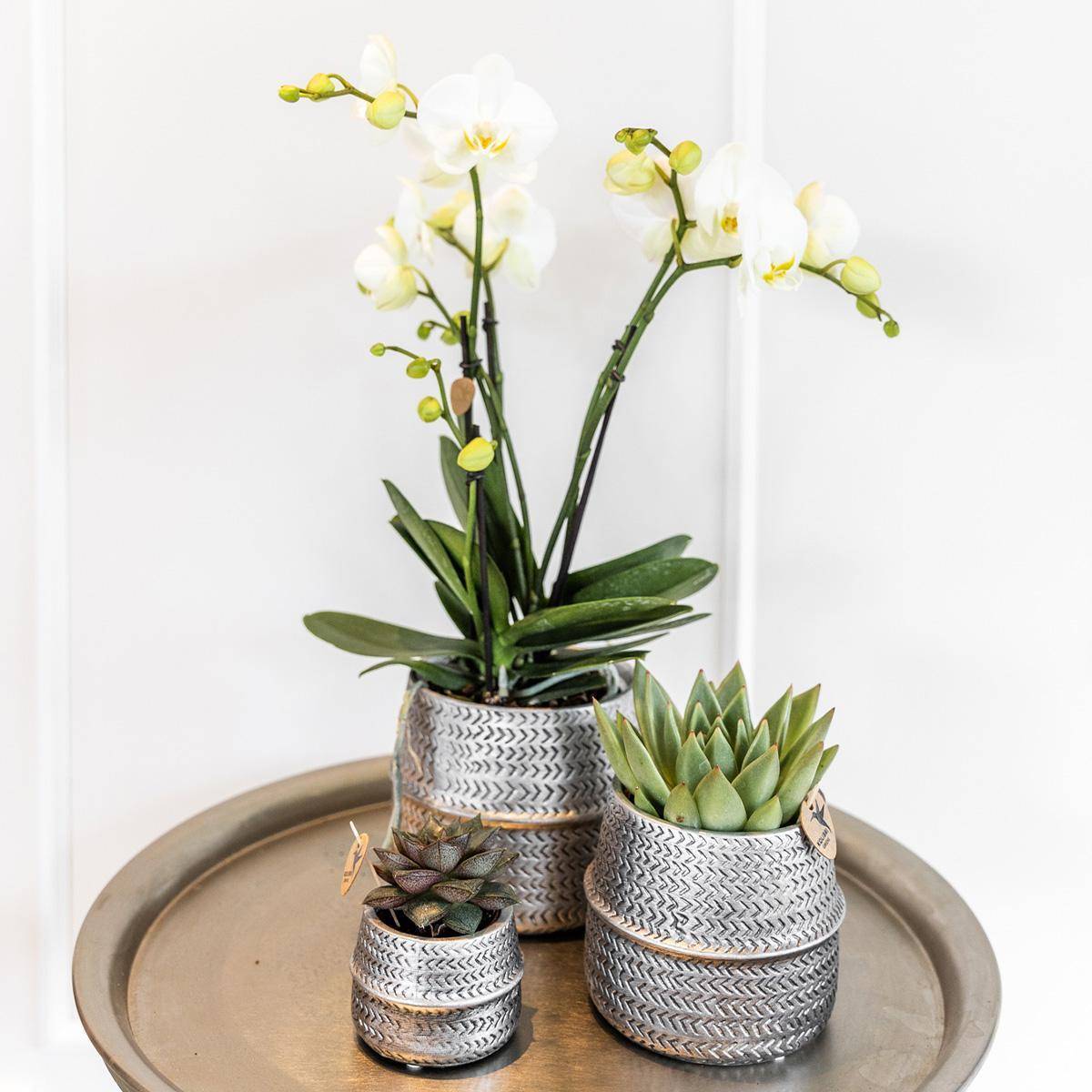 Duo Orchidée Phalaenopsis blanche et Crassula Ovata et leurs caches-pots en céramique argentée- La Green Touch - Image 2