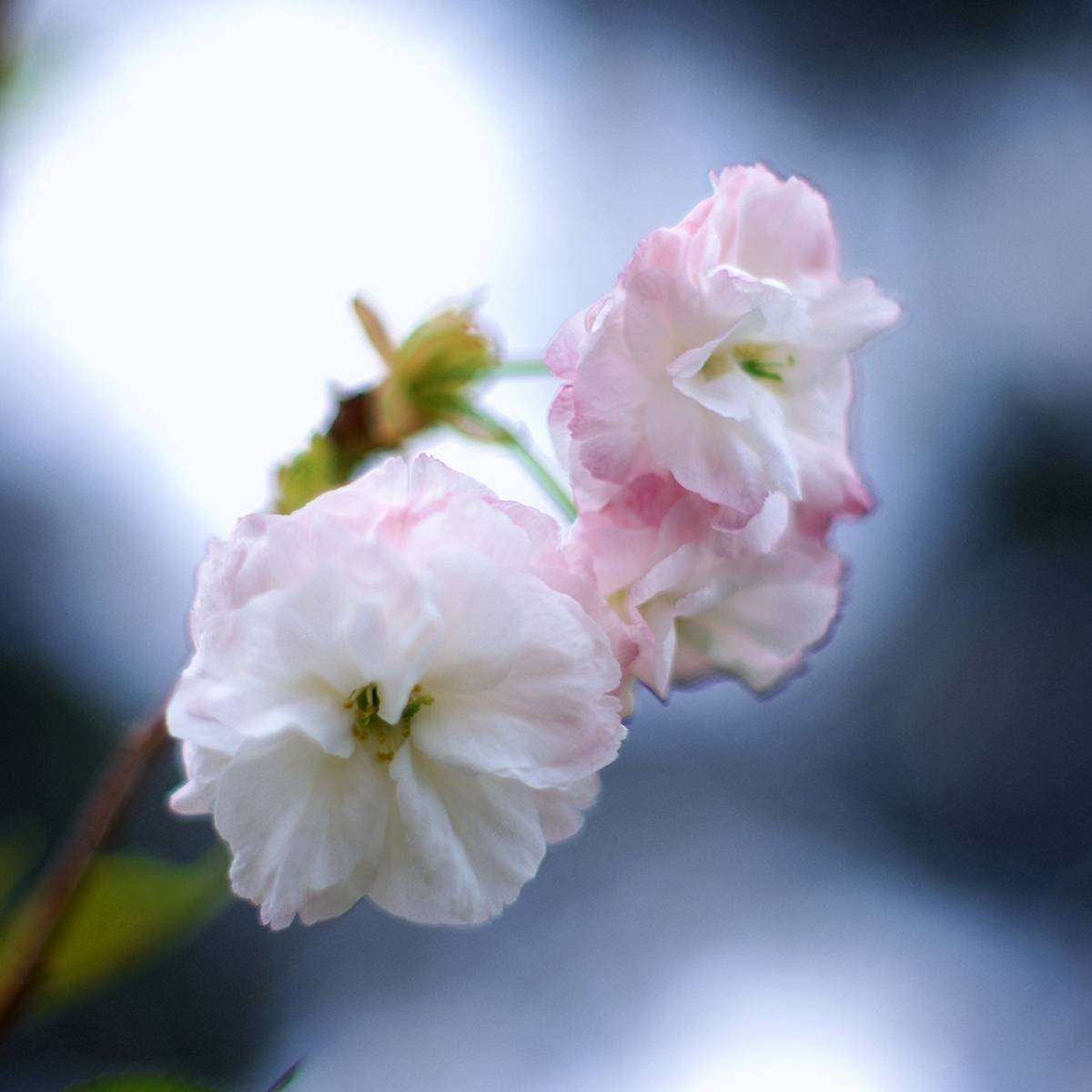 Promesse de Fleurs - Cerisier à fleurs - Prunus serrulata Shirofugen Pot de 12L/15L, Demi-Tige - Image 1