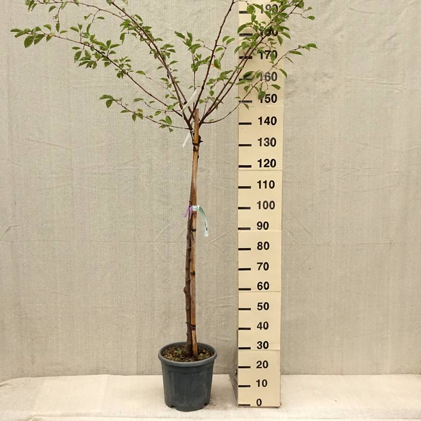 Promesse de Fleurs - Cerisier à fleurs - Prunus serrulata Shirofugen Pot de 12L/15L, Demi-Tige - Image 2
