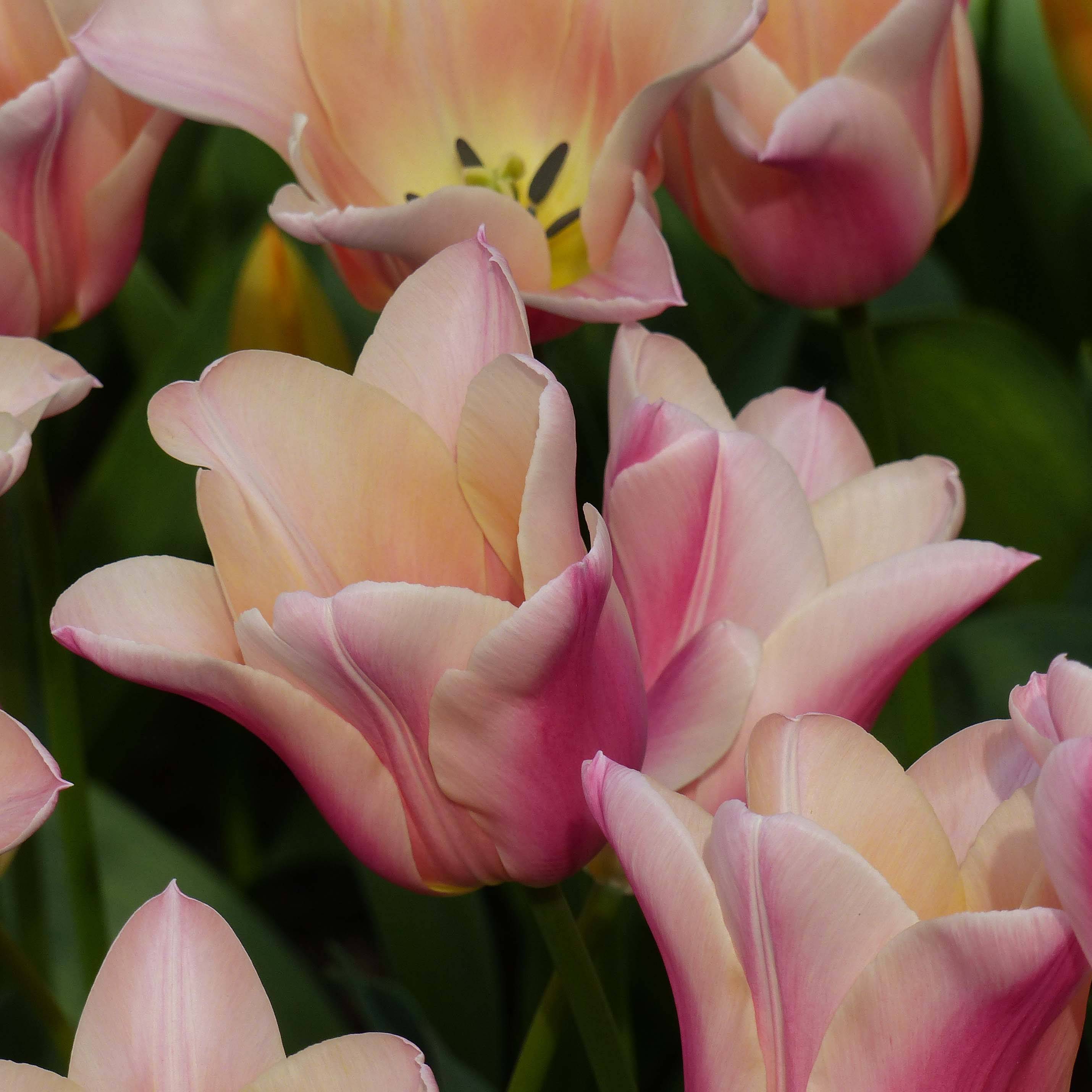 Promesse de Fleurs - Tulipe Fleur de Lis Sanne Bulbe calibre 12+ (par 6)