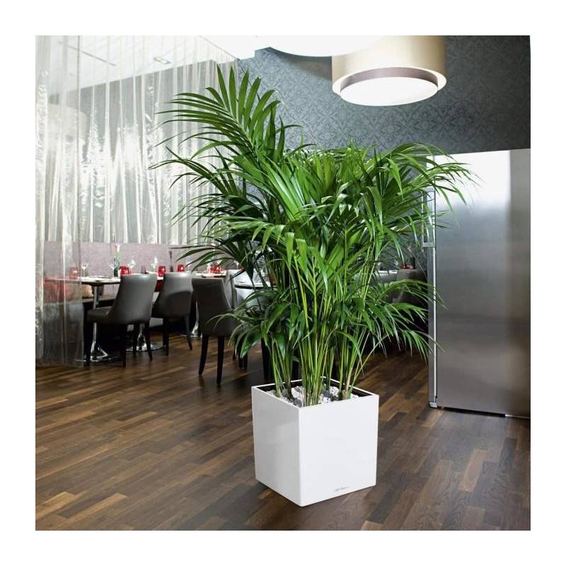 Lechuza - Pot De Fleur Lechuza Cube Premium 40 - Kit Complet, Noir Brillant - Image 3