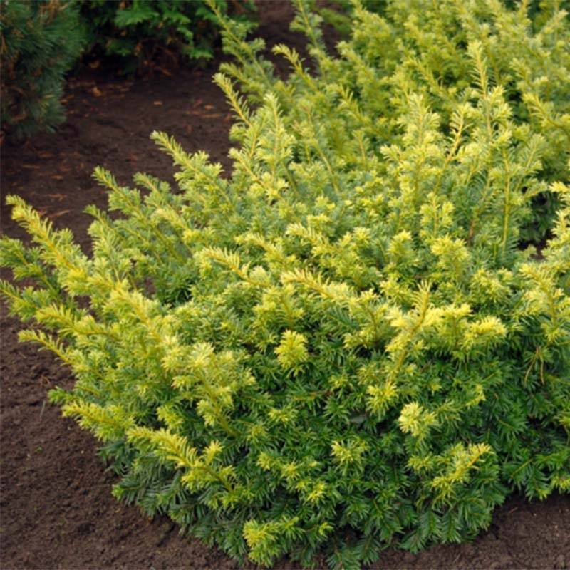 Taxus baccata Summergold - If commun doré Pot de 2L/3L - Image 1