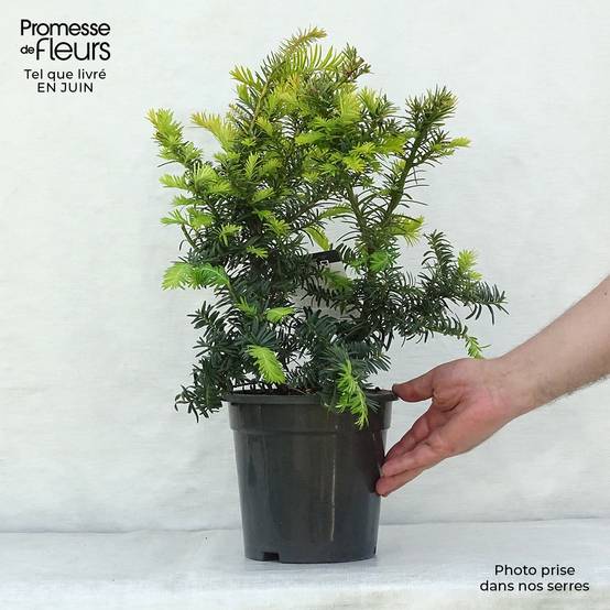 Taxus baccata Summergold - If commun doré Pot de 2L/3L - Image 2