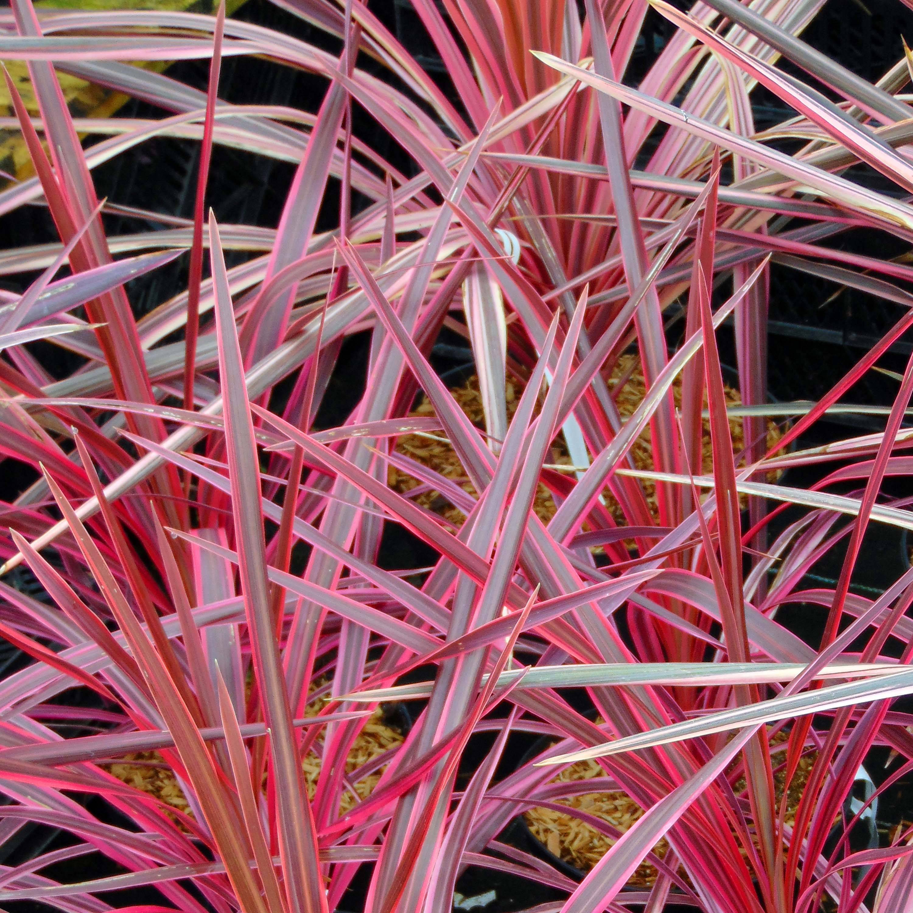 Cordyline australis Southern Splendour Pot de 2L/3L - Image 1
