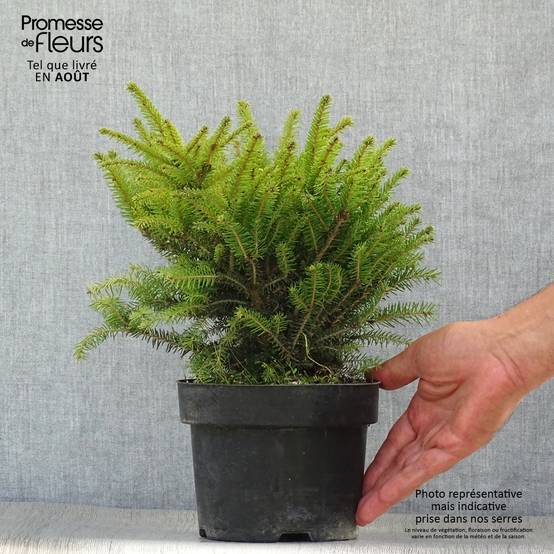 Épicéa commun - Picea abies Nidiformis Pot de 2L/3L - Image 2