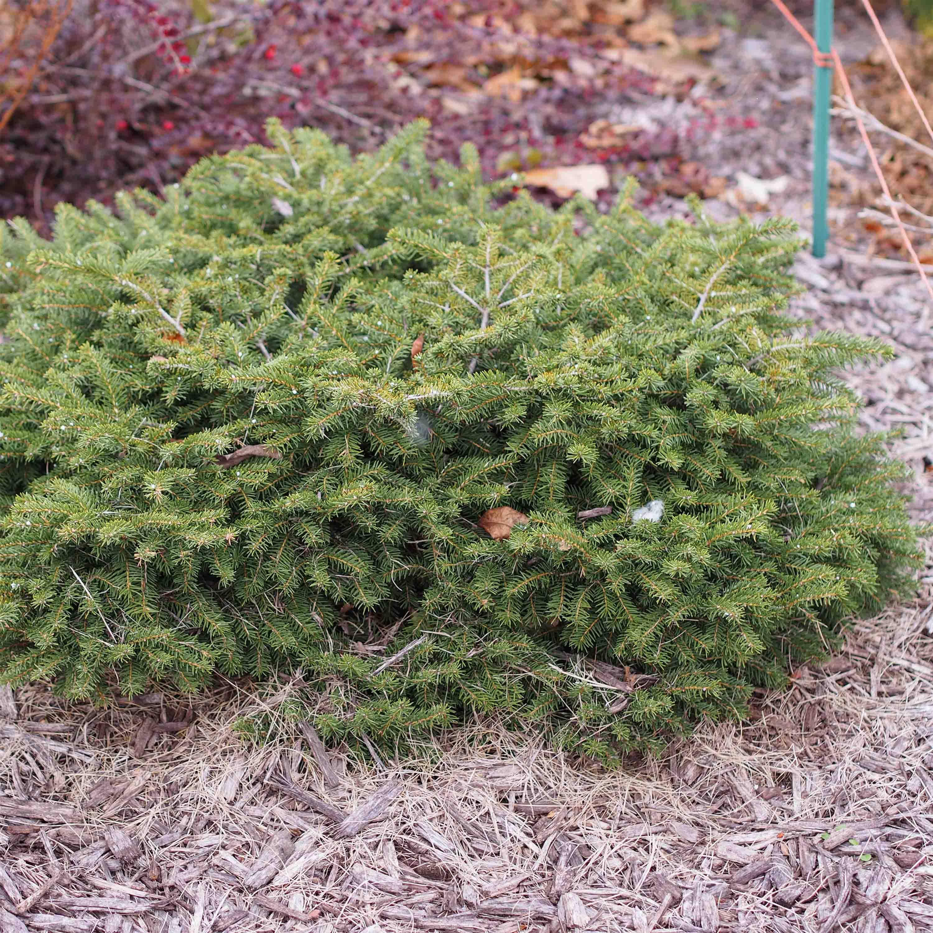 Épicéa commun - Picea abies Nidiformis Pot de 2L/3L - Image 1