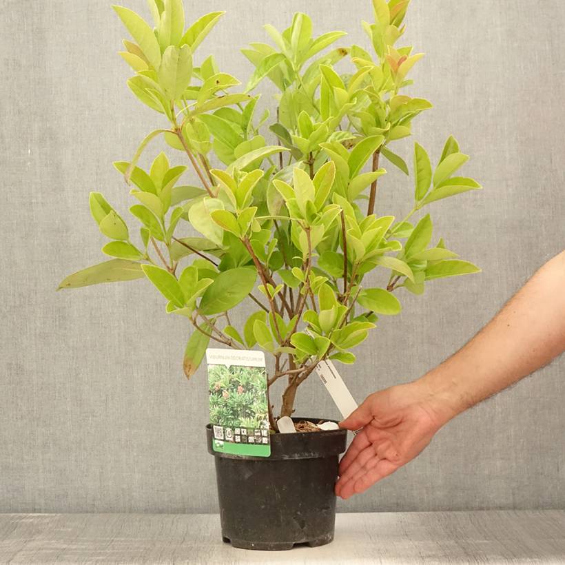Viorne odorante - Viburnum odoratissimum Pot de 2L/3L - Image 2