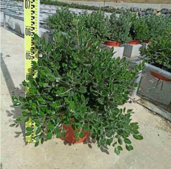 0 - Metrosideros excelsa (Arbre de Noël)  pot de 35L - 150/175cm
