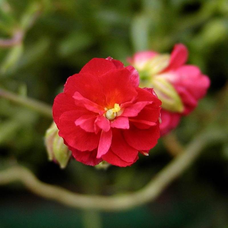Promesse de Fleurs - Helianthemum Cerise Queen - Hélianthème double rouge Godet de 8/9 cm
