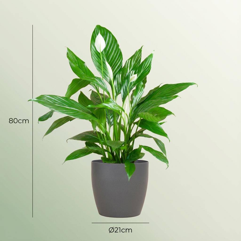 Spathiphyllum - Pot de 19cm - Gris - 21cm - Plantes d'intérieur - Image 4