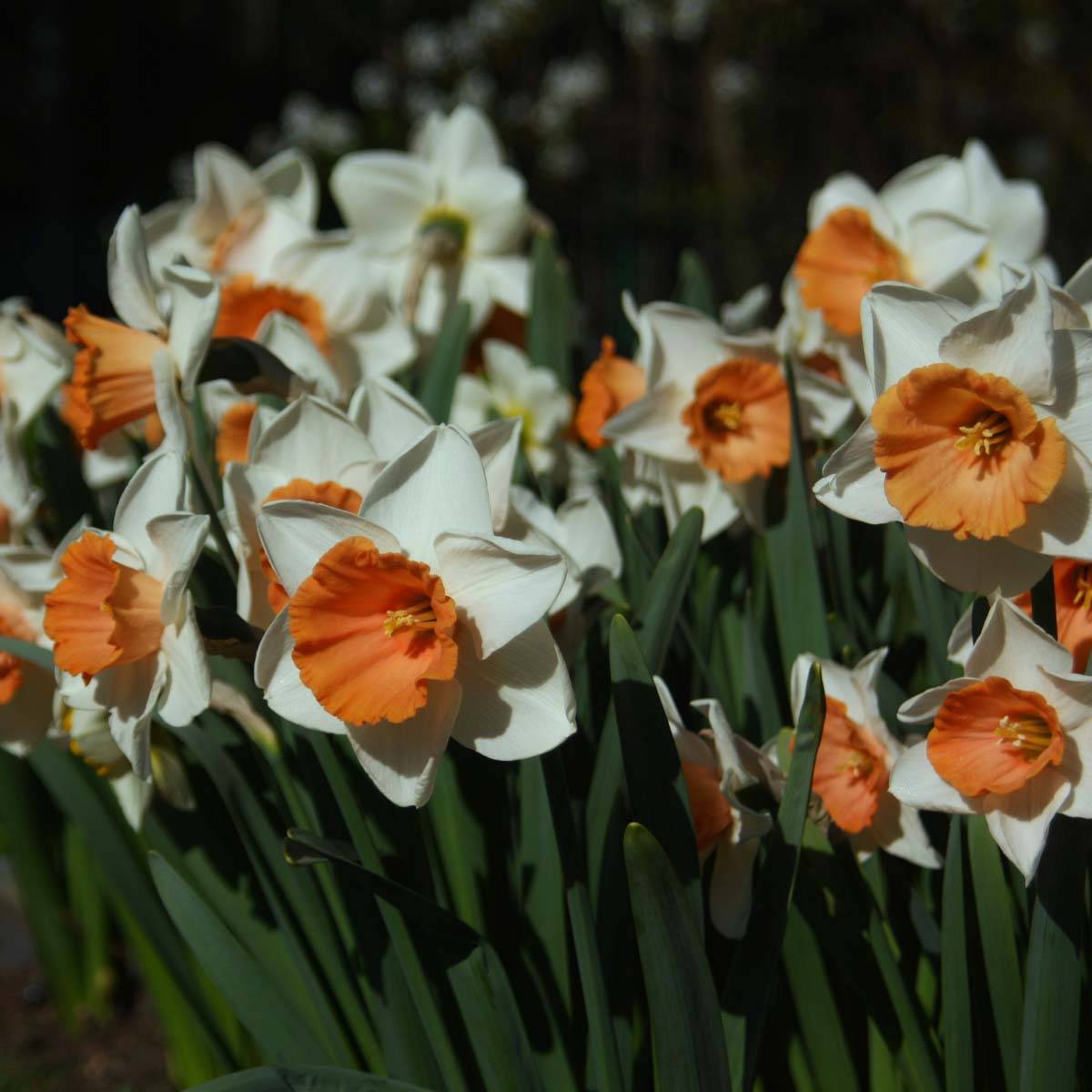 Promesse de Fleurs - Narcisse Chromacolor Boîte calibre 14/16 (par 10)