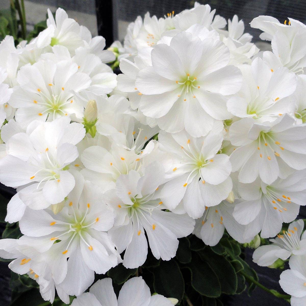 Promesse de Fleurs - Lewisia cotyledon Elise White Mini-motte Ø 1,5/2,5 cm (par 3)