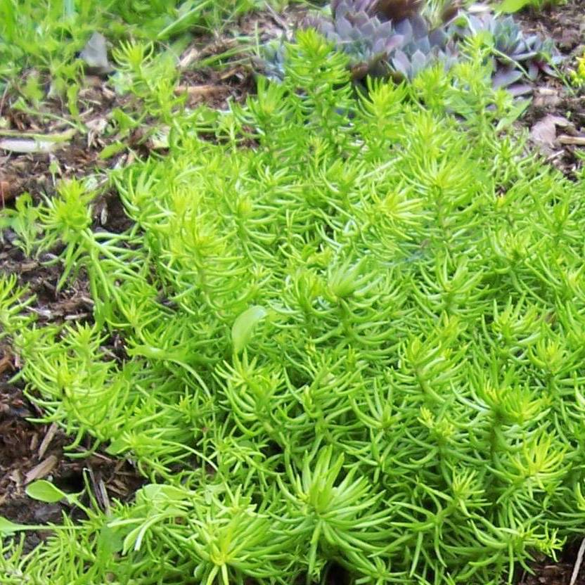 Sedum Lemon Ball - Orpin rampant Godet de 8/9 cm