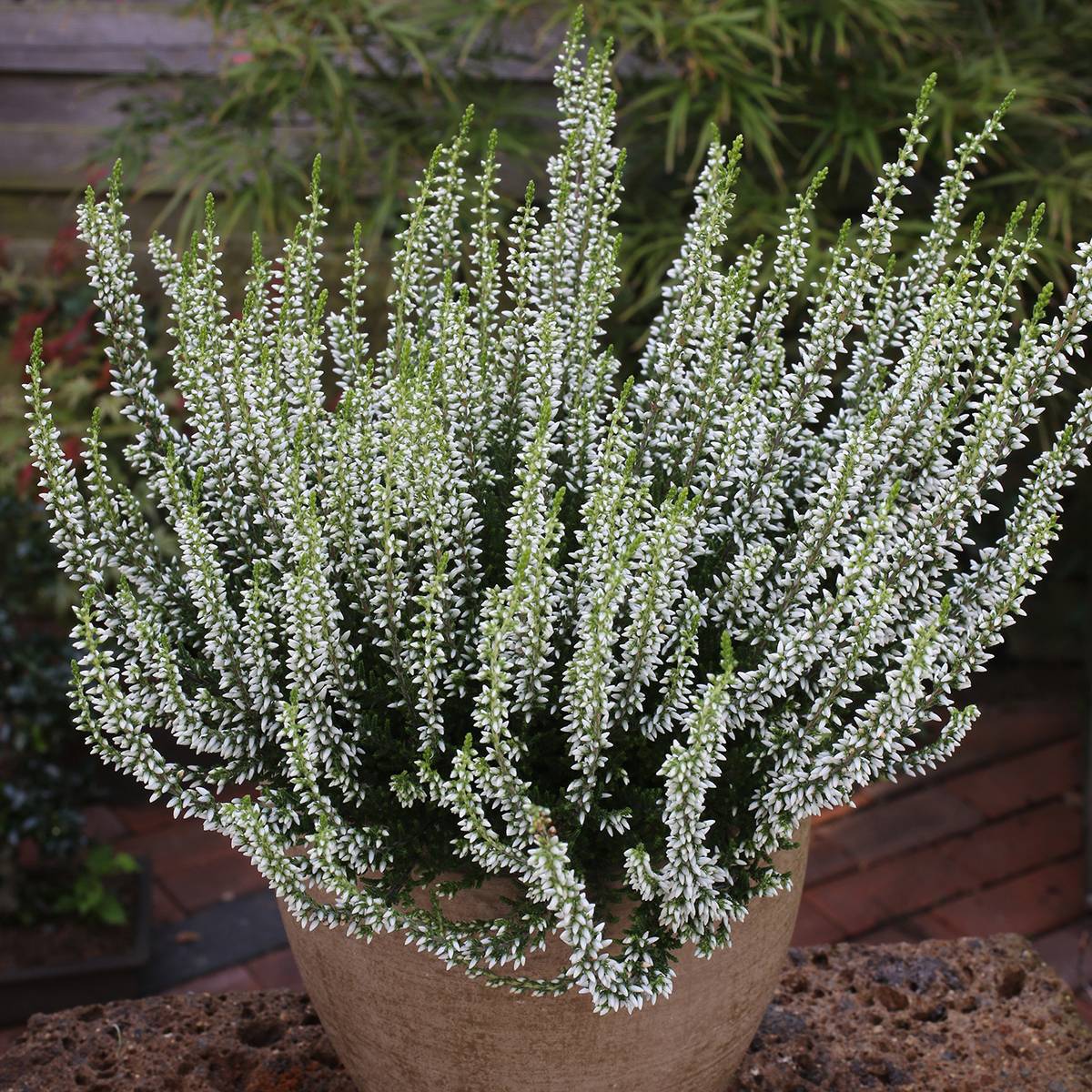 Bruyère d'été - Calluna Garden Girls Helena Pot de 1L/1,5L