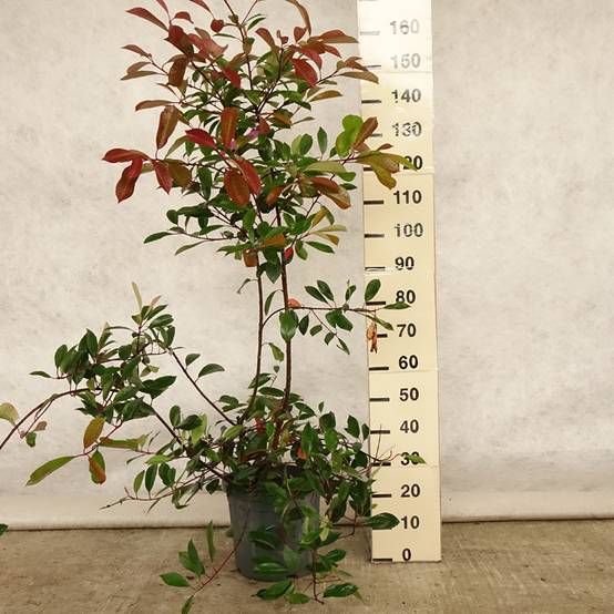 Promesse de Fleurs - Photinia fraseri Red Robin Pot de 12L/15L - Image 2