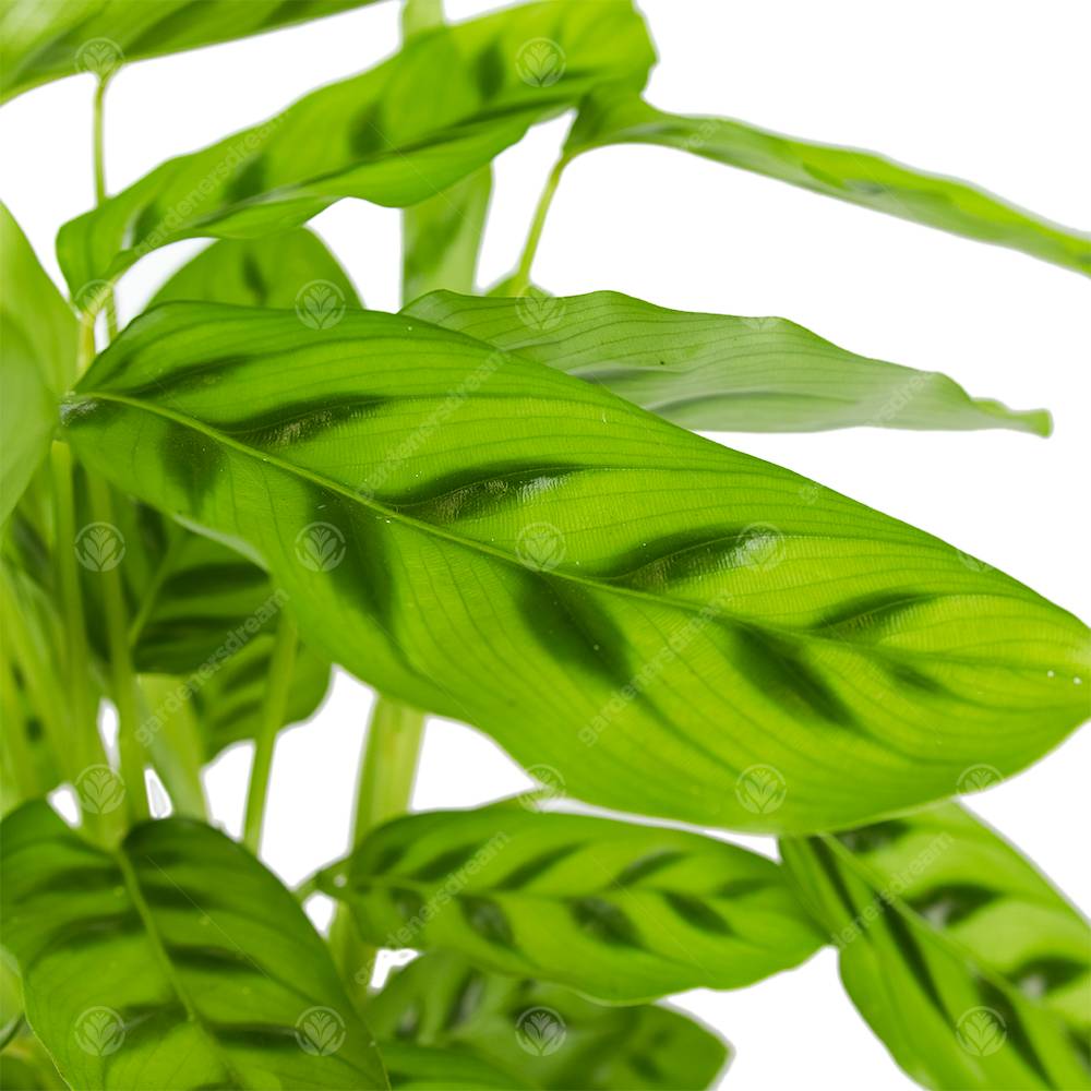 Gardenersdream - Calathea Leopardina Plante D'Intérieur Décorative Et Vivante En Pot De 12 Cm - GardenersDream - Image 2