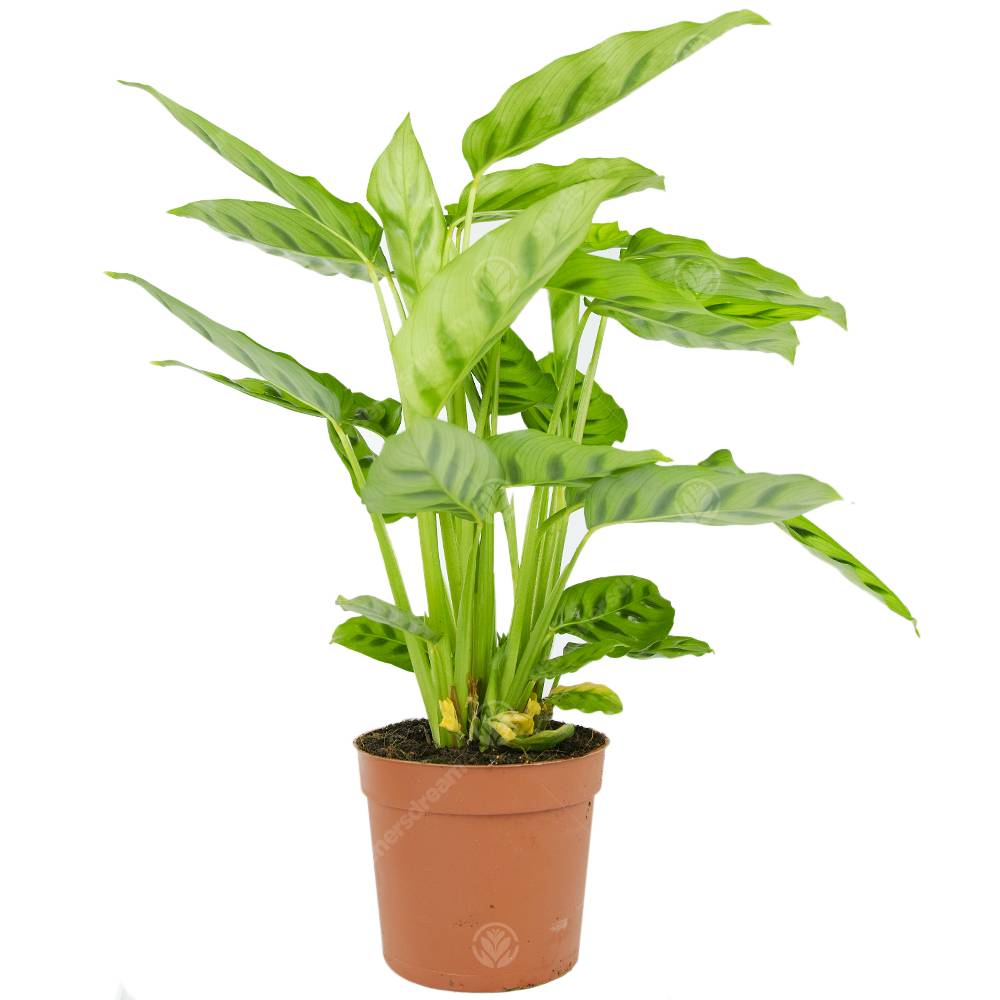 Gardenersdream - Calathea Leopardina Plante D'Intérieur Décorative Et Vivante En Pot De 12 Cm - GardenersDream - Image 1