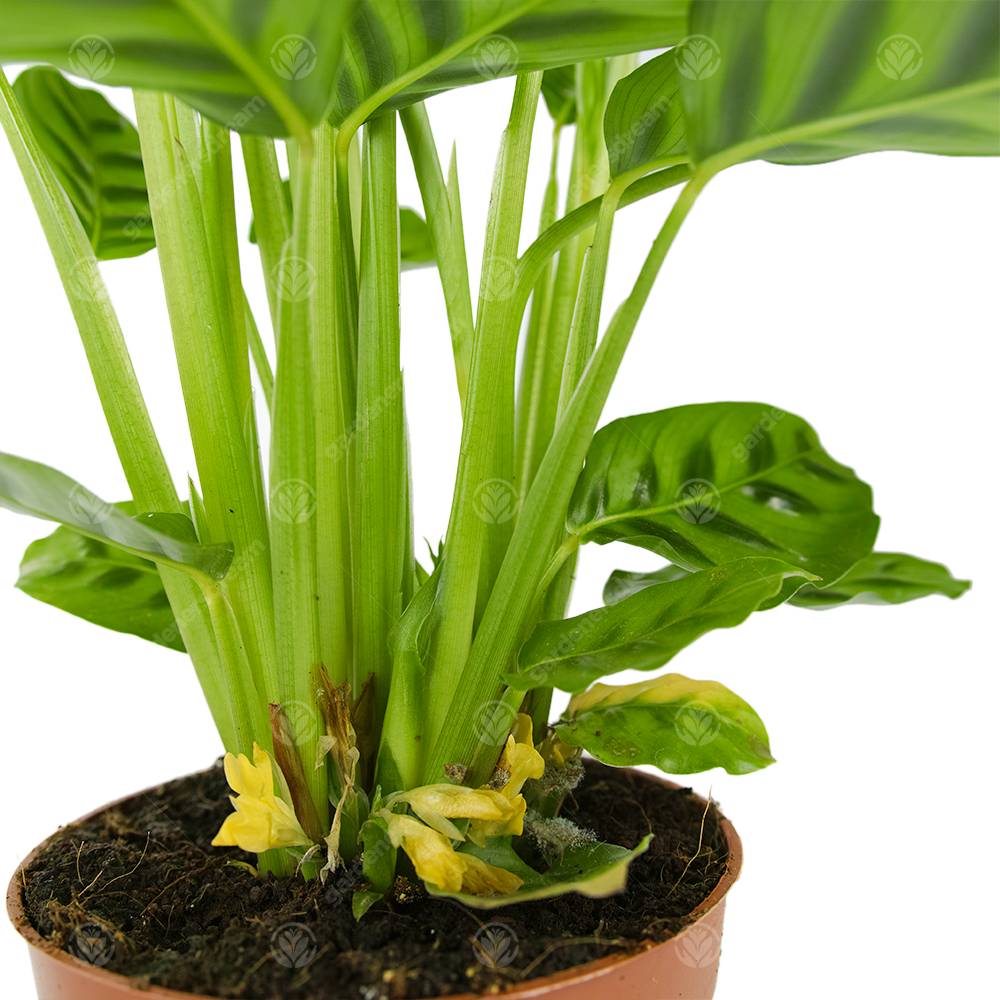 Gardenersdream - Calathea Leopardina Plante D'Intérieur Décorative Et Vivante En Pot De 12 Cm - GardenersDream - Image 3