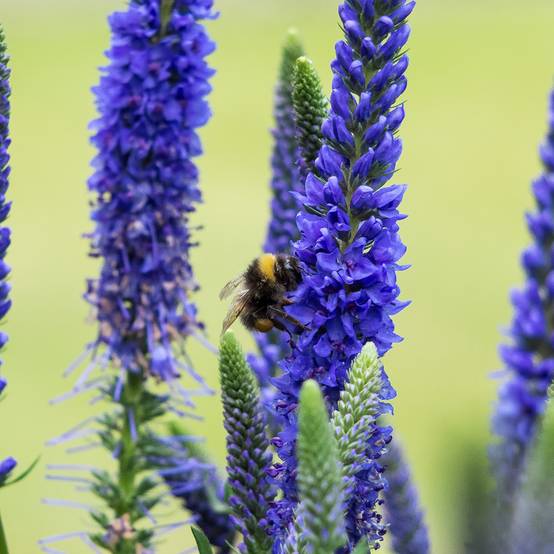 Veronica spicata Ulster Dwarf Blue - Véronique en épis Godet de 8/9 cm