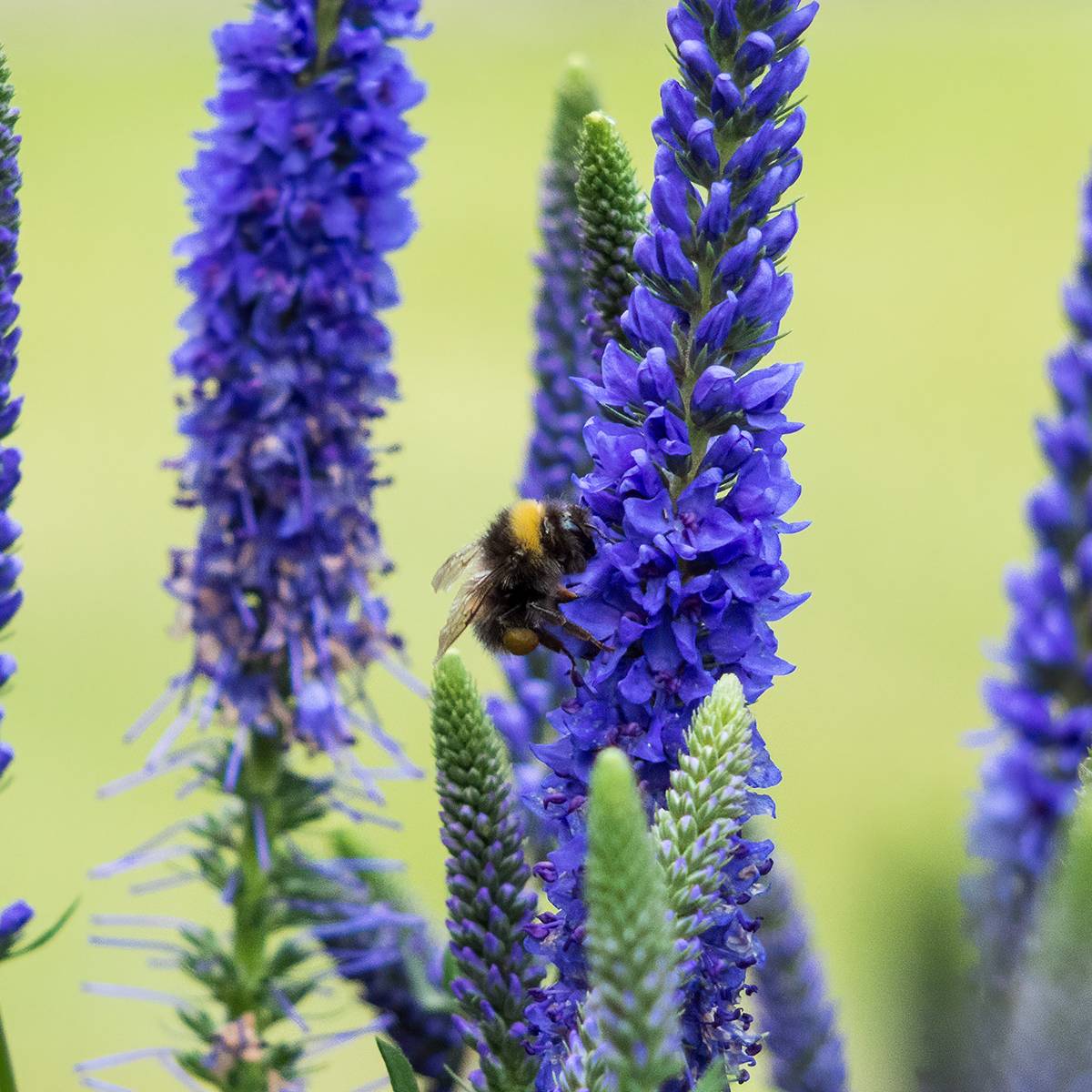 Veronica spicata Ulster Dwarf Blue - Véronique en épis Godet de 8/9 cm