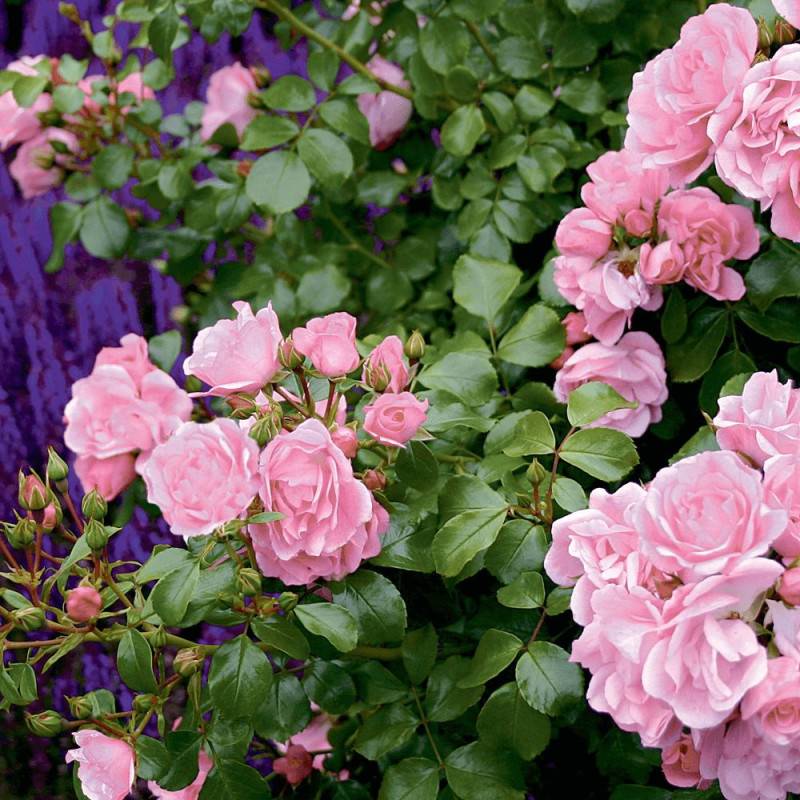 Rosier paysager Decorosier® Mareva® 'Noamel' à fleurs Rose - feuillage Caduc - Pot de 5L - 40/60 cm-  hauteur à maturité De 0,50 m à 1,00 m - Image 5