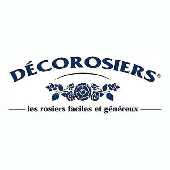 Rosier paysager Decorosier® Mareva® 'Noamel' à fleurs Rose - feuillage Caduc - Pot de 5L - 40/60 cm- hauteur à maturité De 0,50 m à 1,00 m - Image 6