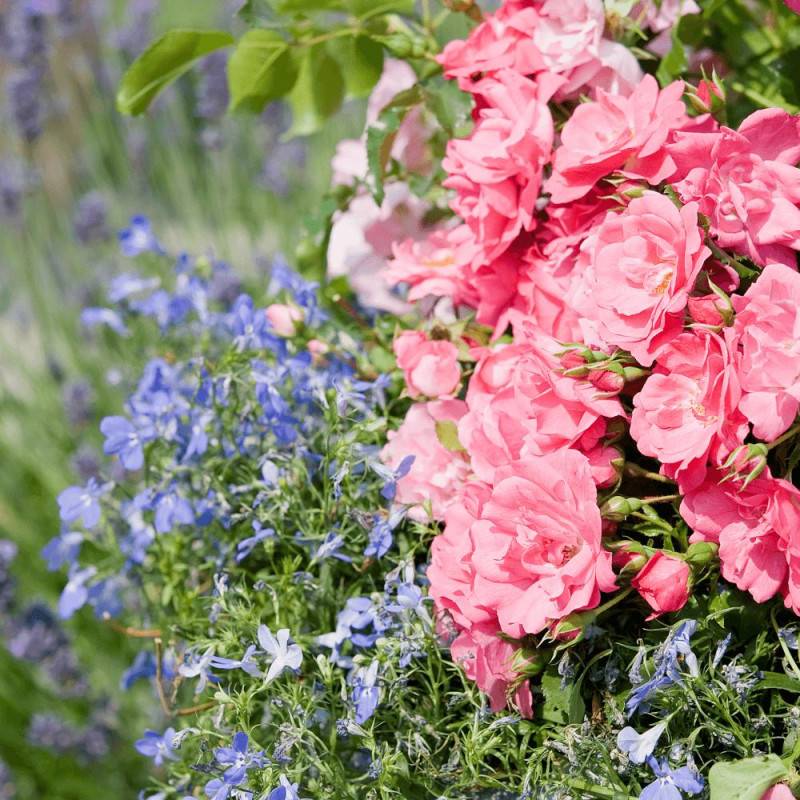 Rosier paysager Decorosier® Mareva® 'Noamel' à fleurs Rose - feuillage Caduc - Pot de 5L - 40/60 cm-  hauteur à maturité De 0,50 m à 1,00 m - Image 4