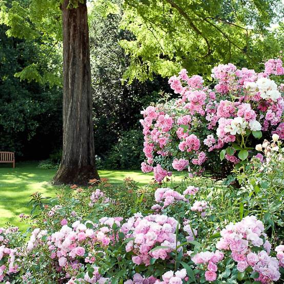 Rosier paysager Decorosier® Mareva® 'Noamel' à fleurs Rose - feuillage Caduc - Pot de 5L - 40/60 cm- hauteur à maturité De 0,50 m à 1,00 m - Image 3
