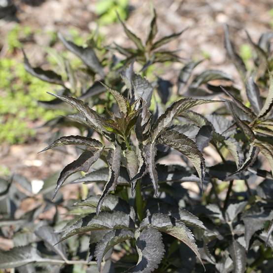 Sureau noir - Sambucus nigra Blue Sheen Pot de 4L/5L