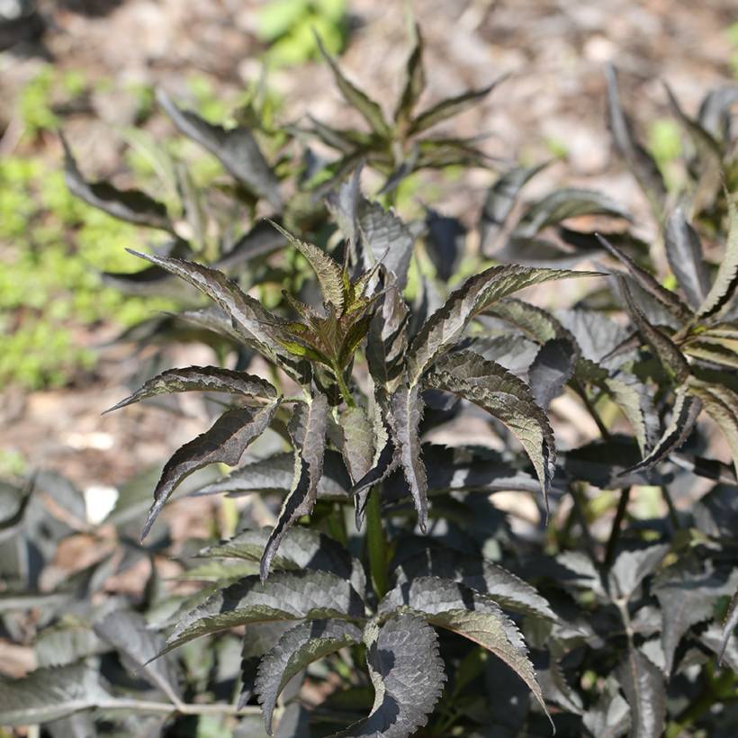Sureau noir - Sambucus nigra Blue Sheen Pot de 4L/5L