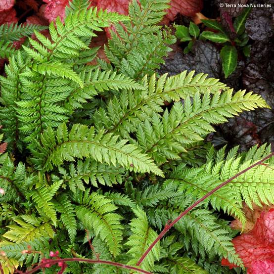 Polystichum Shiny Holy Fern - Fougère persistante Godet de 8/9 cm