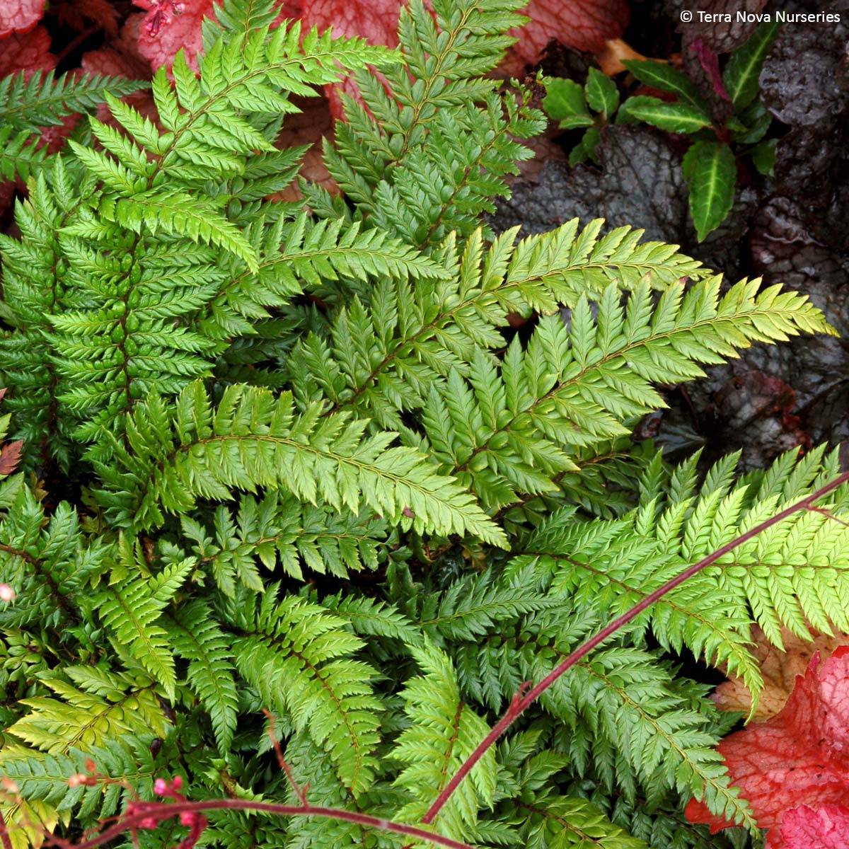 Polystichum Shiny Holy Fern - Fougère persistante  Godet de 8/9 cm