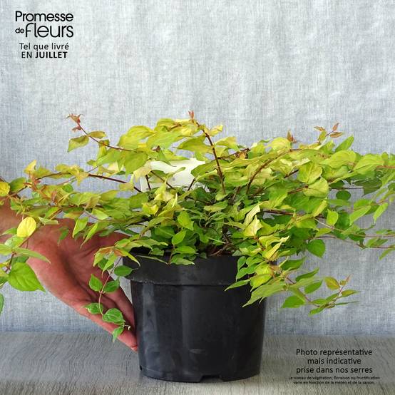 Kolkwitzia amabilis Maradco - Buisson de beauté Pot de 3L/4L - Image 2