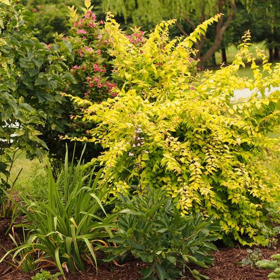 Kolkwitzia amabilis Maradco - Buisson de beauté Pot de 3L/4L - Image 1