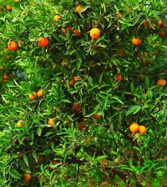 0 - Citrus clementina var. hernandina (Belle production et sucré sans pépins) Pot de 9 litres -140/160 cm - Image 3