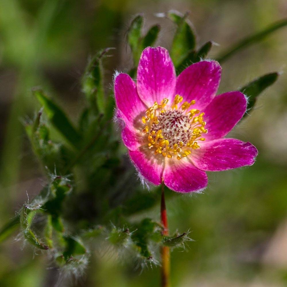 Anemone multifida Rosea - Anémone multifide Godet de 8/9 cm