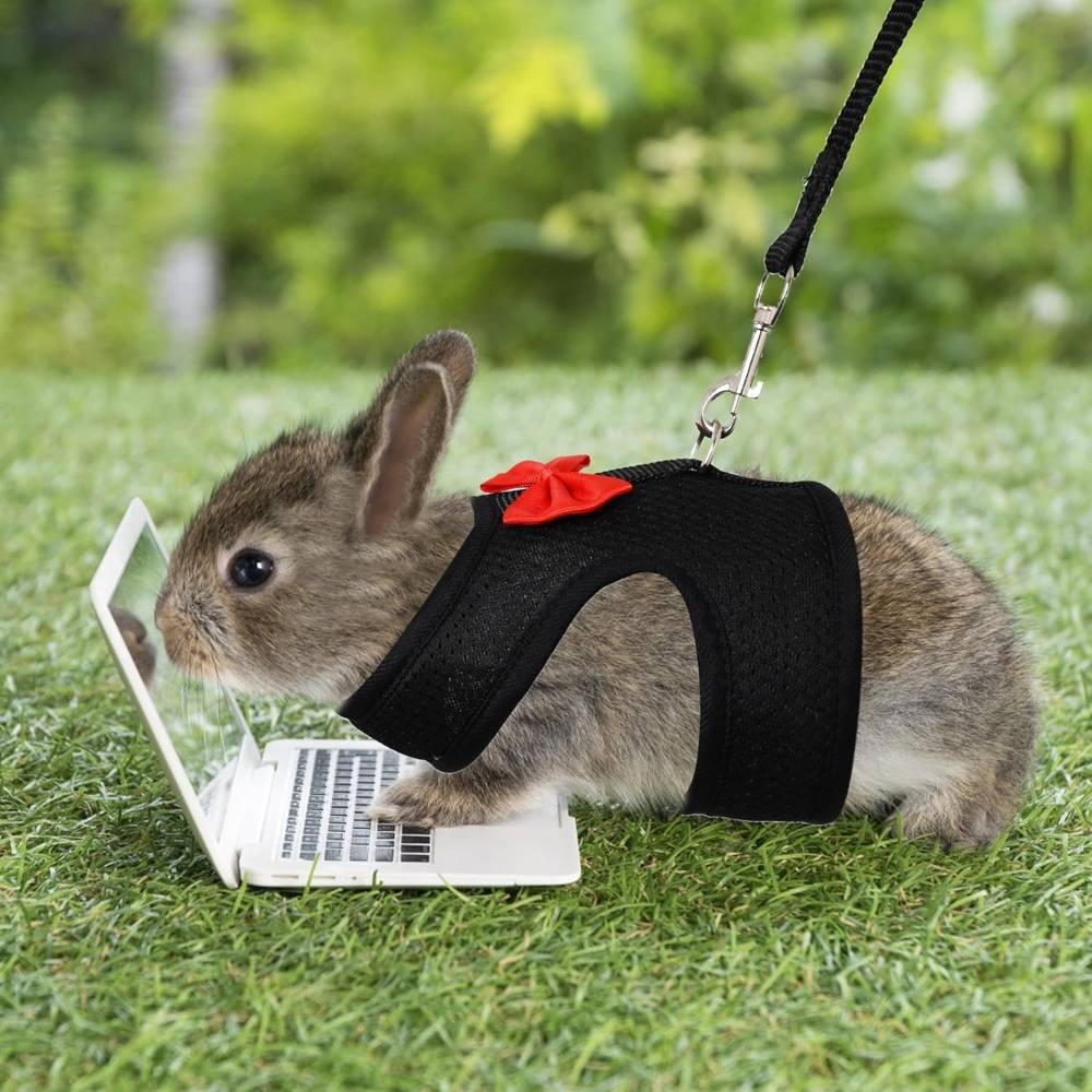 Harnais pour lapin s - IntiMeg - Image 4