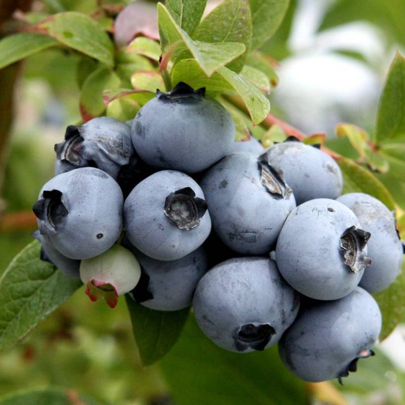 Myrtillier Blue Roma Pot de 3L/4L, Touffe