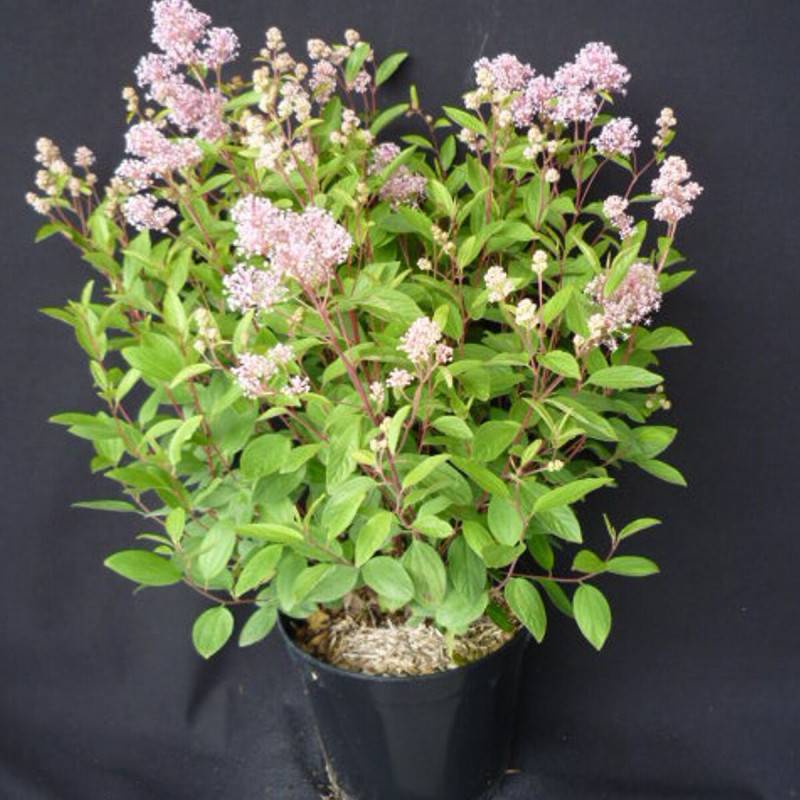 Céanothe, Lilas de Californie Marie Simon à fleurs Rose - feuillage Caduc - Pot de 3L - 20/40 cm- hauteur à maturité De 0,50 m à 1,00 m - Image 1