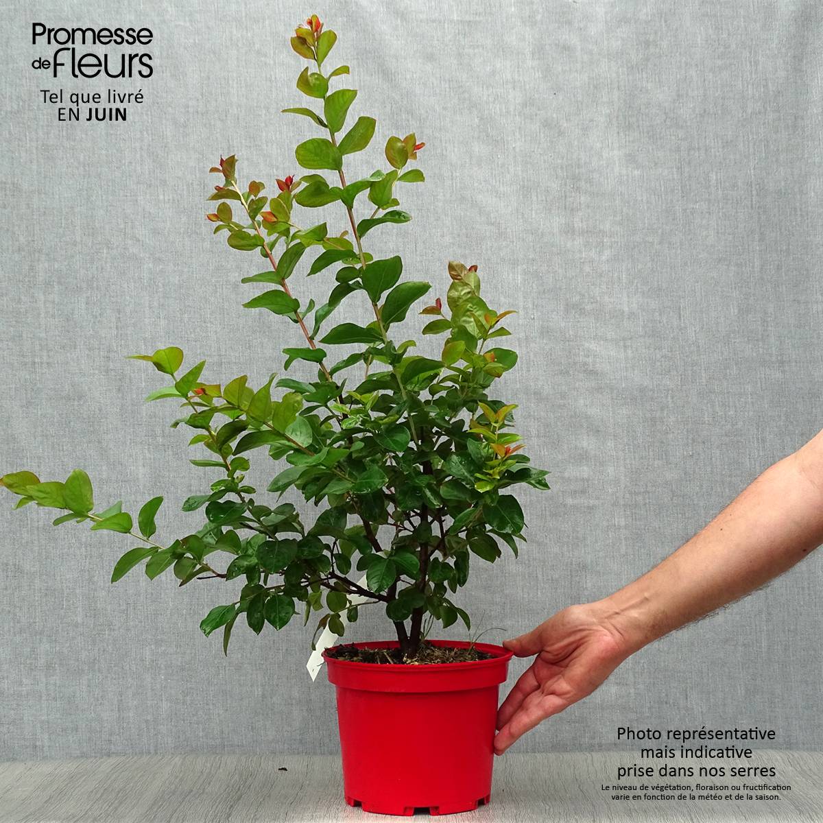 Lagerstroemia indica Dynamite  - Lilas des Indes Pot de 3L/4L, Buisson, Touffe - Image 2