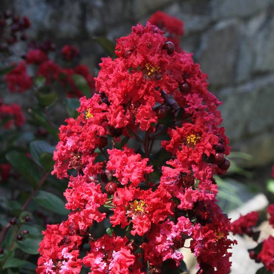 Lagerstroemia indica Dynamite - Lilas des Indes Pot de 3L/4L, Buisson, Touffe - Image 1