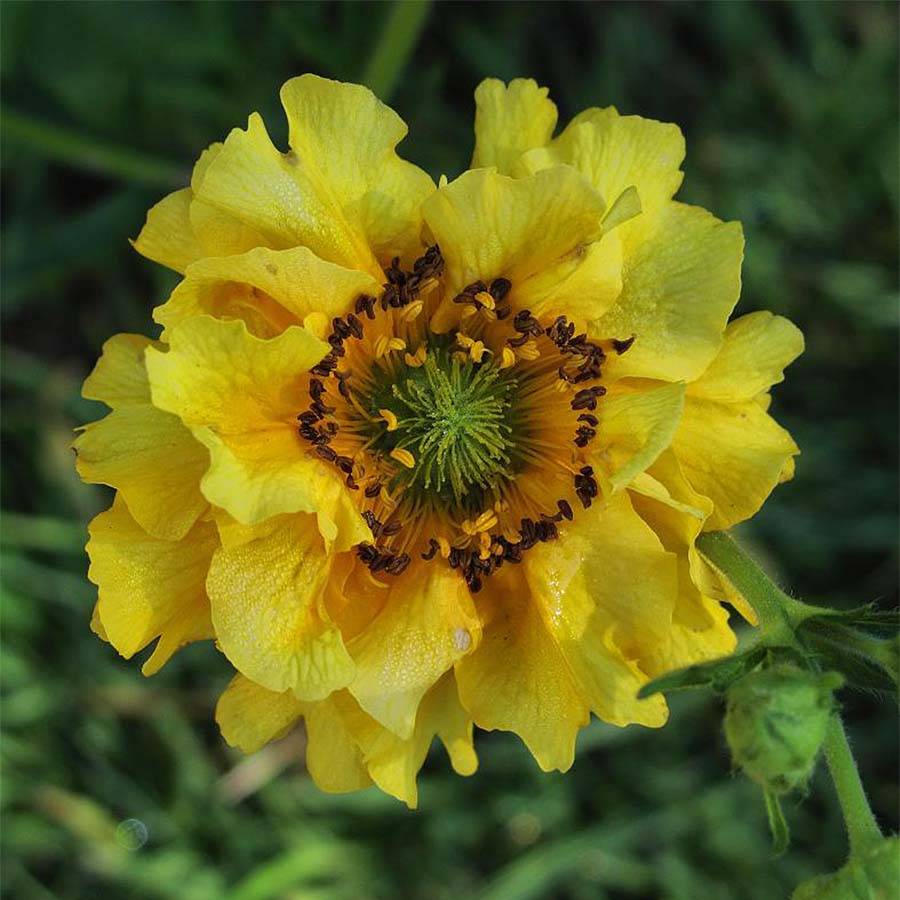 Promesse de Fleurs - Geum chiloense Lady Stratheden - Benoîte Godet de 7/8 cm